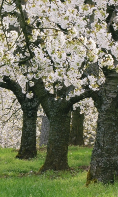Fondo de pantalla Blooming Cherry Trees 240x400