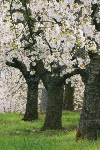 Обои Blooming Cherry Trees 320x480