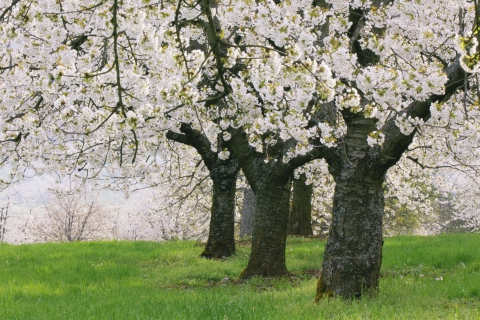 Обои Blooming Cherry Trees 480x320