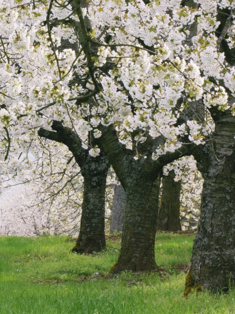 Обои Blooming Cherry Trees 480x640