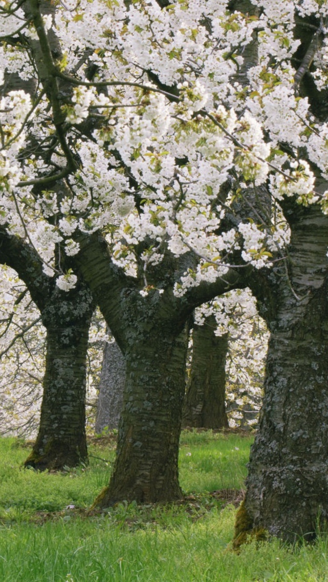 Das Blooming Cherry Trees Wallpaper 640x1136