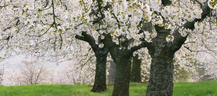 Обои Blooming Cherry Trees 720x320