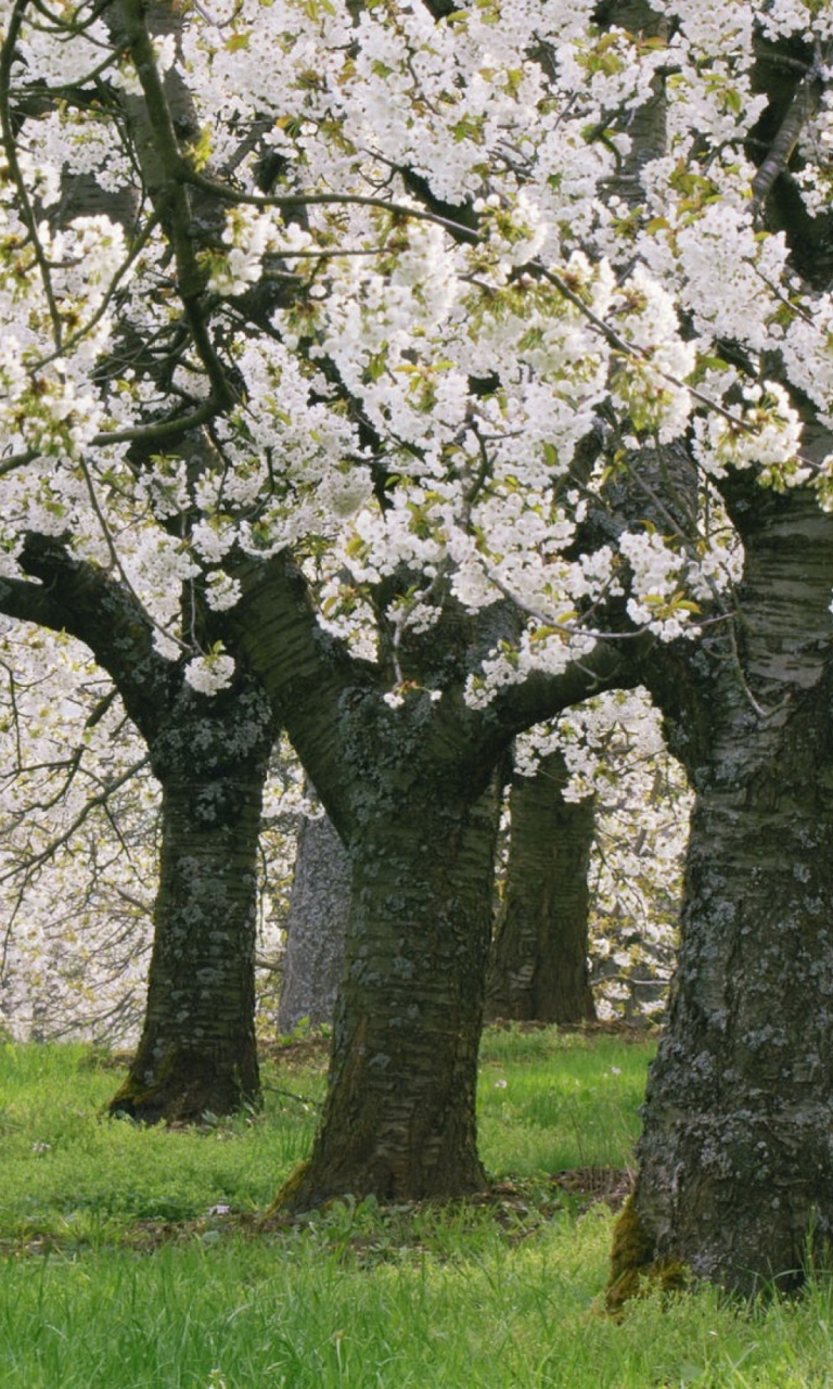 Fondo de pantalla Blooming Cherry Trees 768x1280