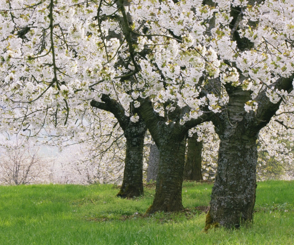 Das Blooming Cherry Trees Wallpaper 960x800