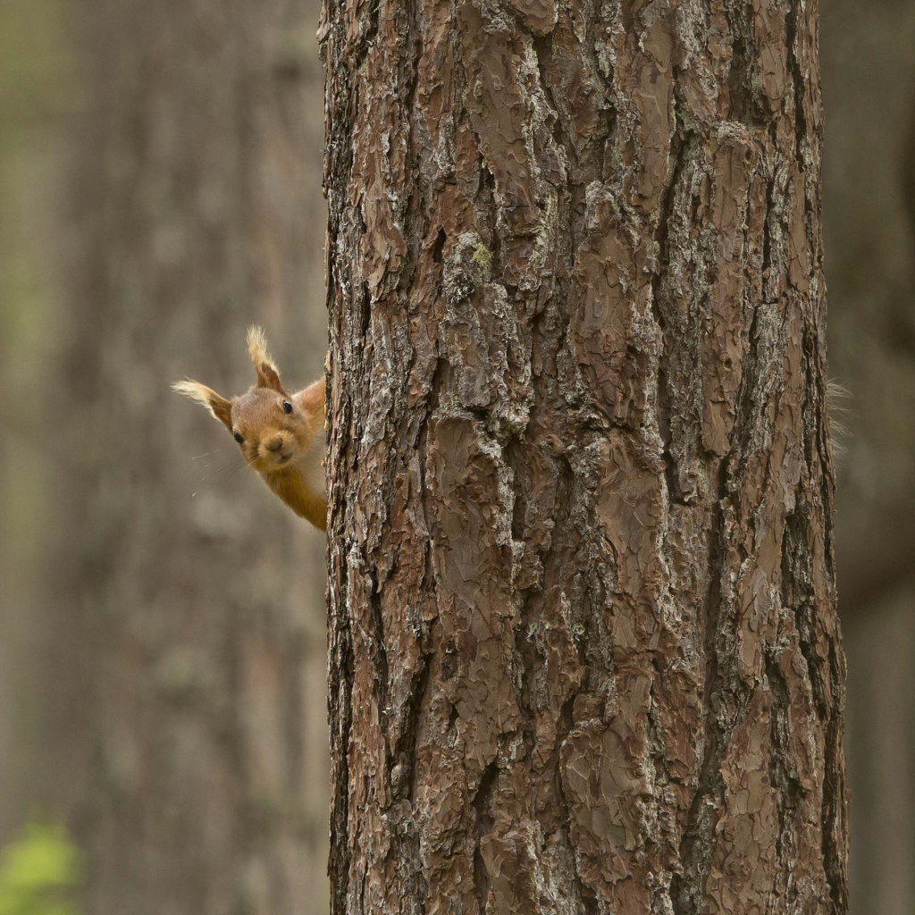 Fondo de pantalla Squirrel Hiding Behind Tree 1024x1024