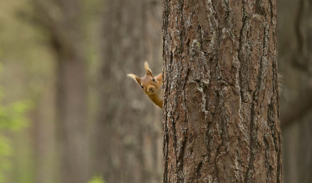 Sfondi Squirrel Hiding Behind Tree 1024x600