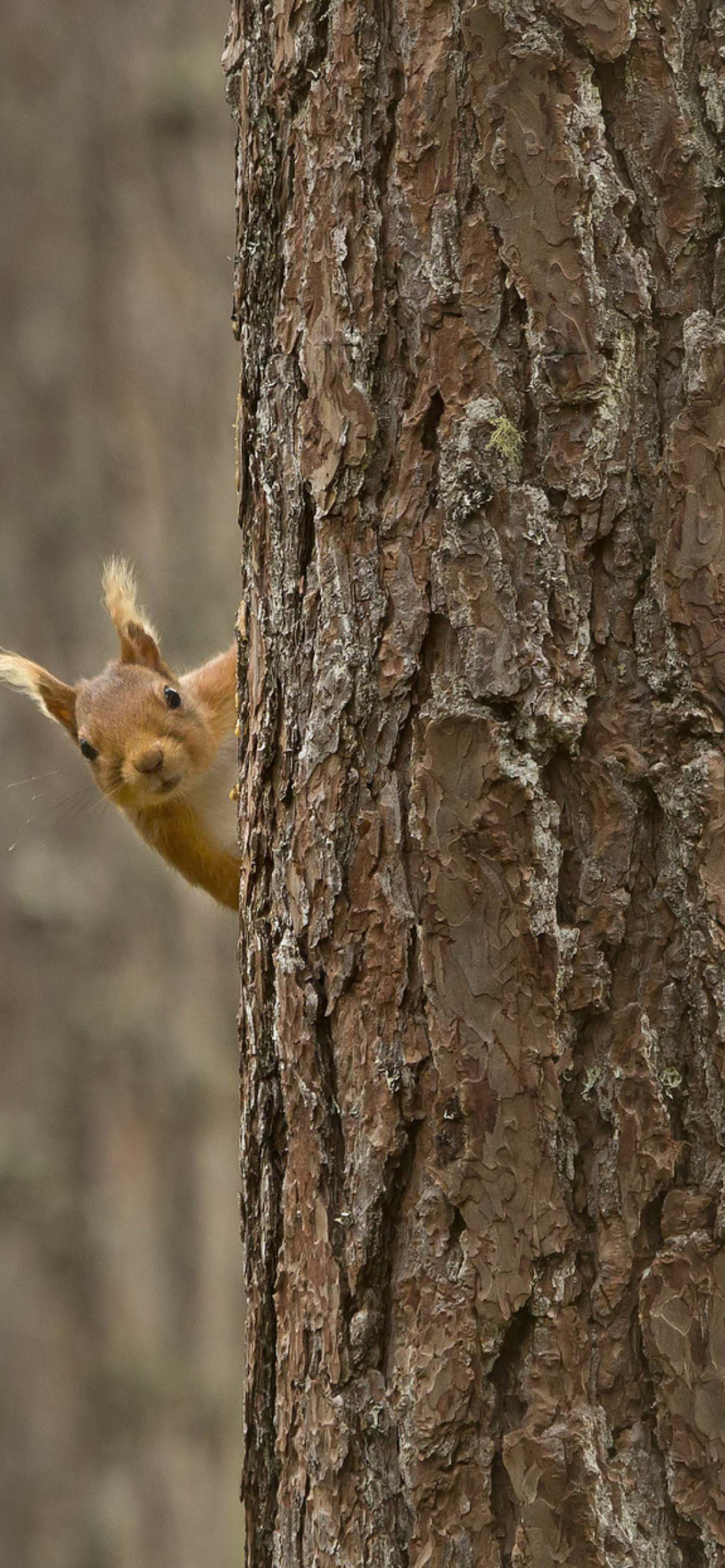 Das Squirrel Hiding Behind Tree Wallpaper 1170x2532