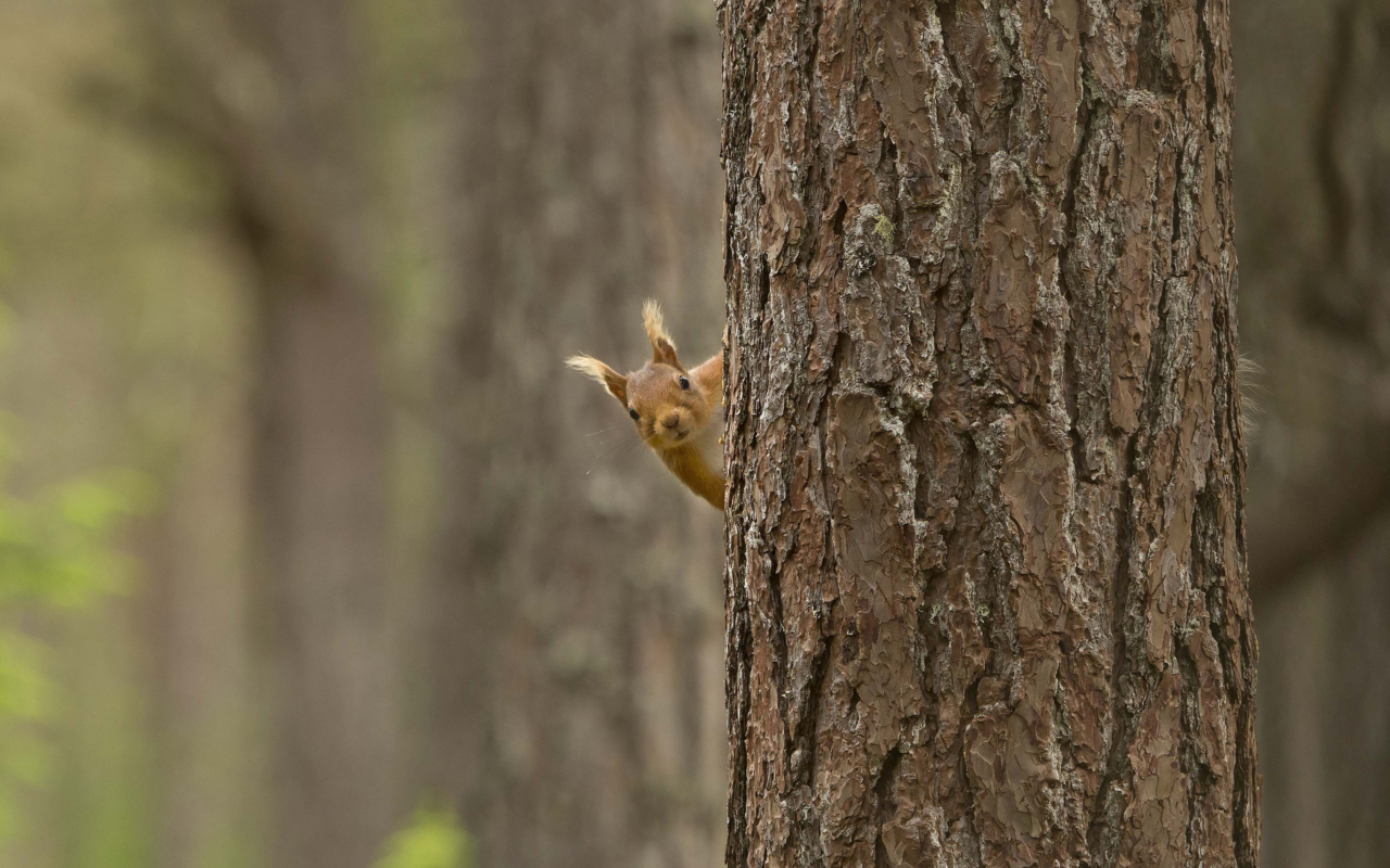 Squirrel Hiding Behind Tree wallpaper 1280x800