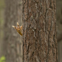 Sfondi Squirrel Hiding Behind Tree 128x128