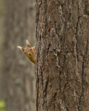 Screenshot №1 pro téma Squirrel Hiding Behind Tree 128x160