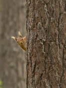 Das Squirrel Hiding Behind Tree Wallpaper 132x176