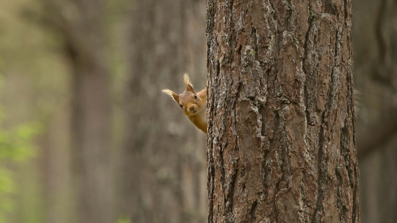Squirrel Hiding Behind Tree wallpaper 1366x768