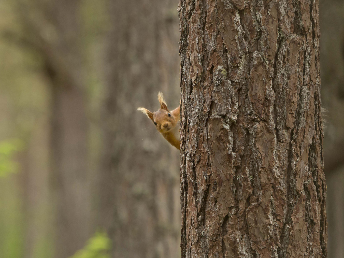 Das Squirrel Hiding Behind Tree Wallpaper 1400x1050