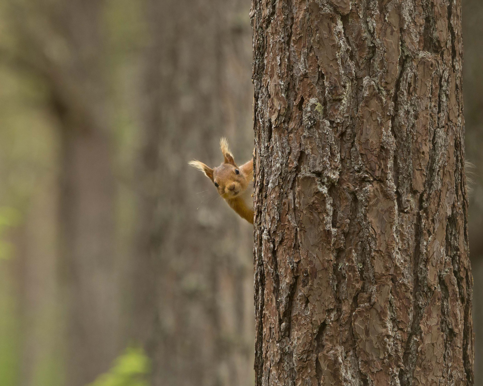 Squirrel Hiding Behind Tree wallpaper 1600x1280
