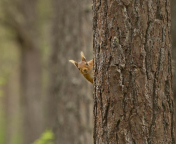 Screenshot №1 pro téma Squirrel Hiding Behind Tree 176x144