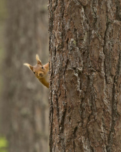 Screenshot №1 pro téma Squirrel Hiding Behind Tree 176x220