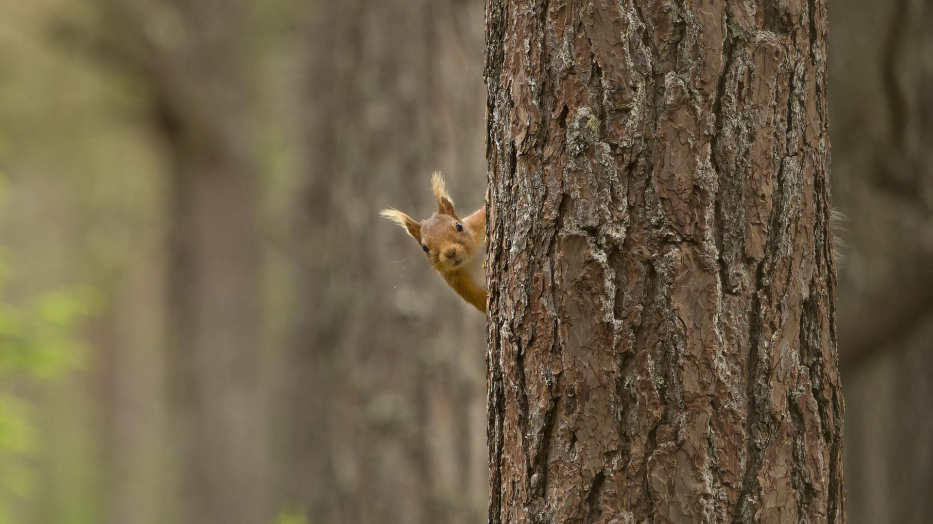 Fondo de pantalla Squirrel Hiding Behind Tree 1920x1080