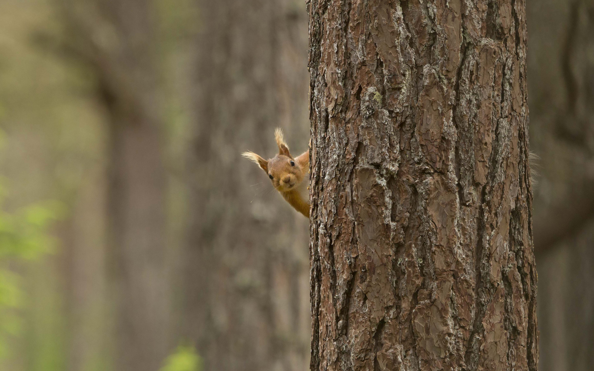 Squirrel Hiding Behind Tree wallpaper 1920x1200