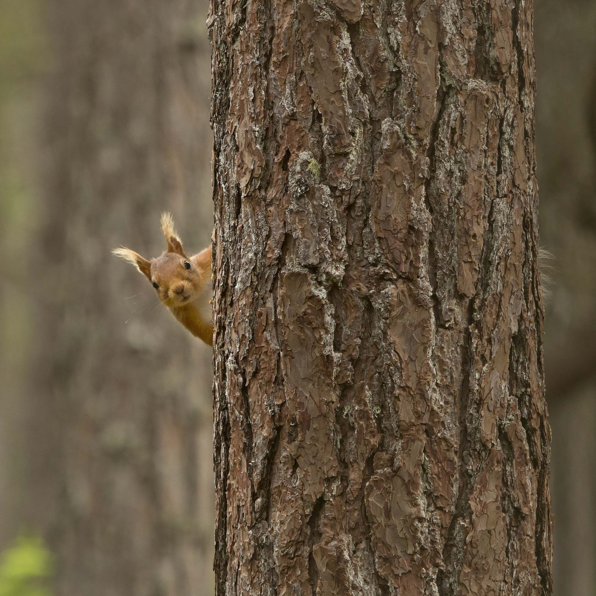 Sfondi Squirrel Hiding Behind Tree 2048x2048