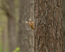 Fondo de pantalla Squirrel Hiding Behind Tree 220x176