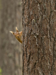 Обои Squirrel Hiding Behind Tree 240x320