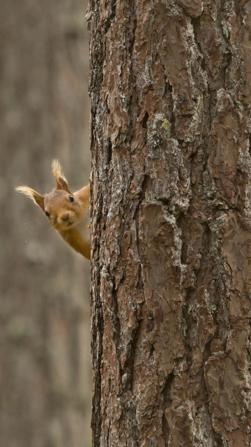 Squirrel Hiding Behind Tree wallpaper 360x640