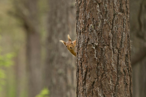 Das Squirrel Hiding Behind Tree Wallpaper 480x320