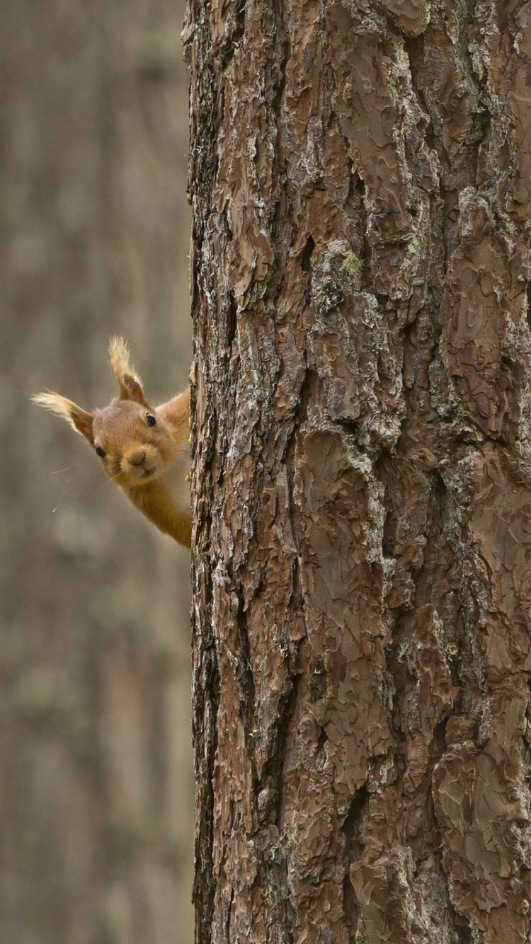 Обои Squirrel Hiding Behind Tree 750x1334