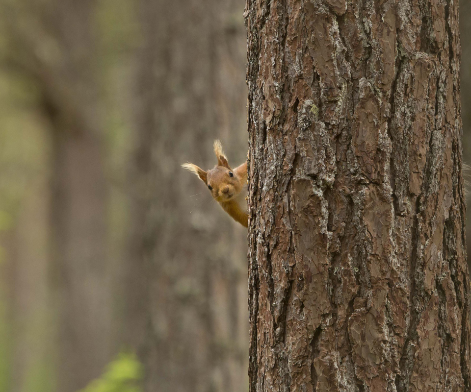 Das Squirrel Hiding Behind Tree Wallpaper 960x800