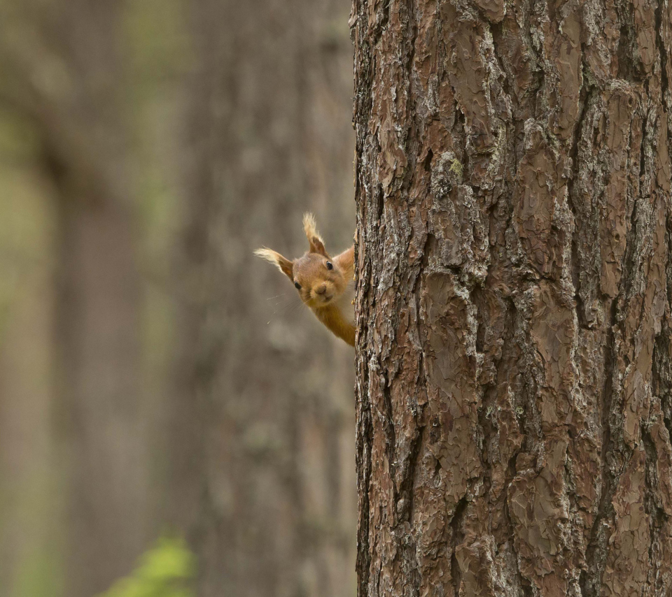 Обои Squirrel Hiding Behind Tree 960x854