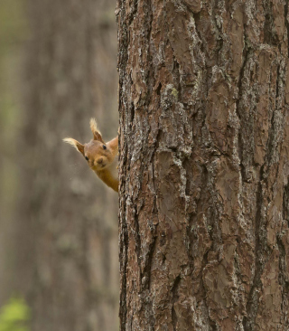 Squirrel Hiding Behind Tree sfondi gratuiti per HTC Pure