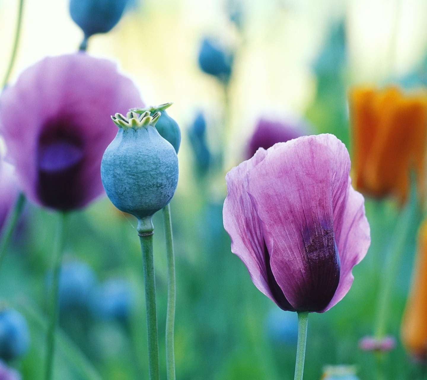 Das Poppy Flowers Wallpaper 1440x1280