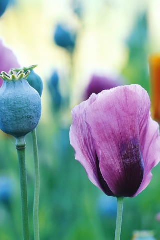 Das Poppy Flowers Wallpaper 320x480