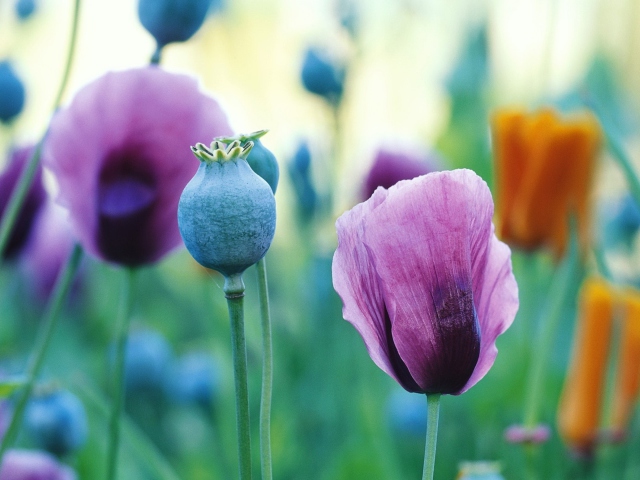 Poppy Flowers screenshot #1 640x480