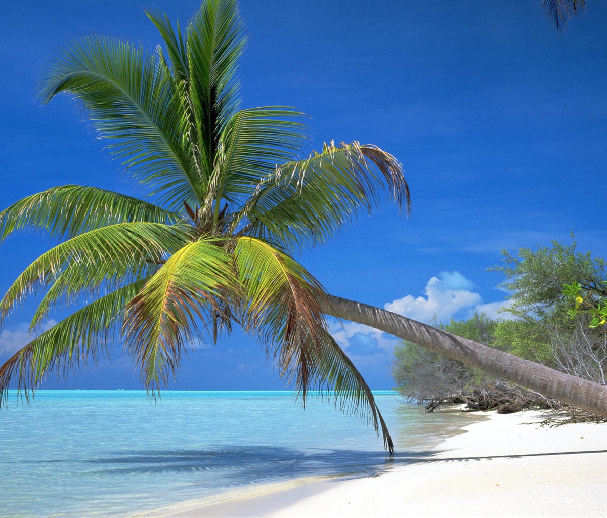 Maldives Palm screenshot #1 1200x1024