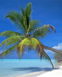 Обои Maldives Palm 128x160