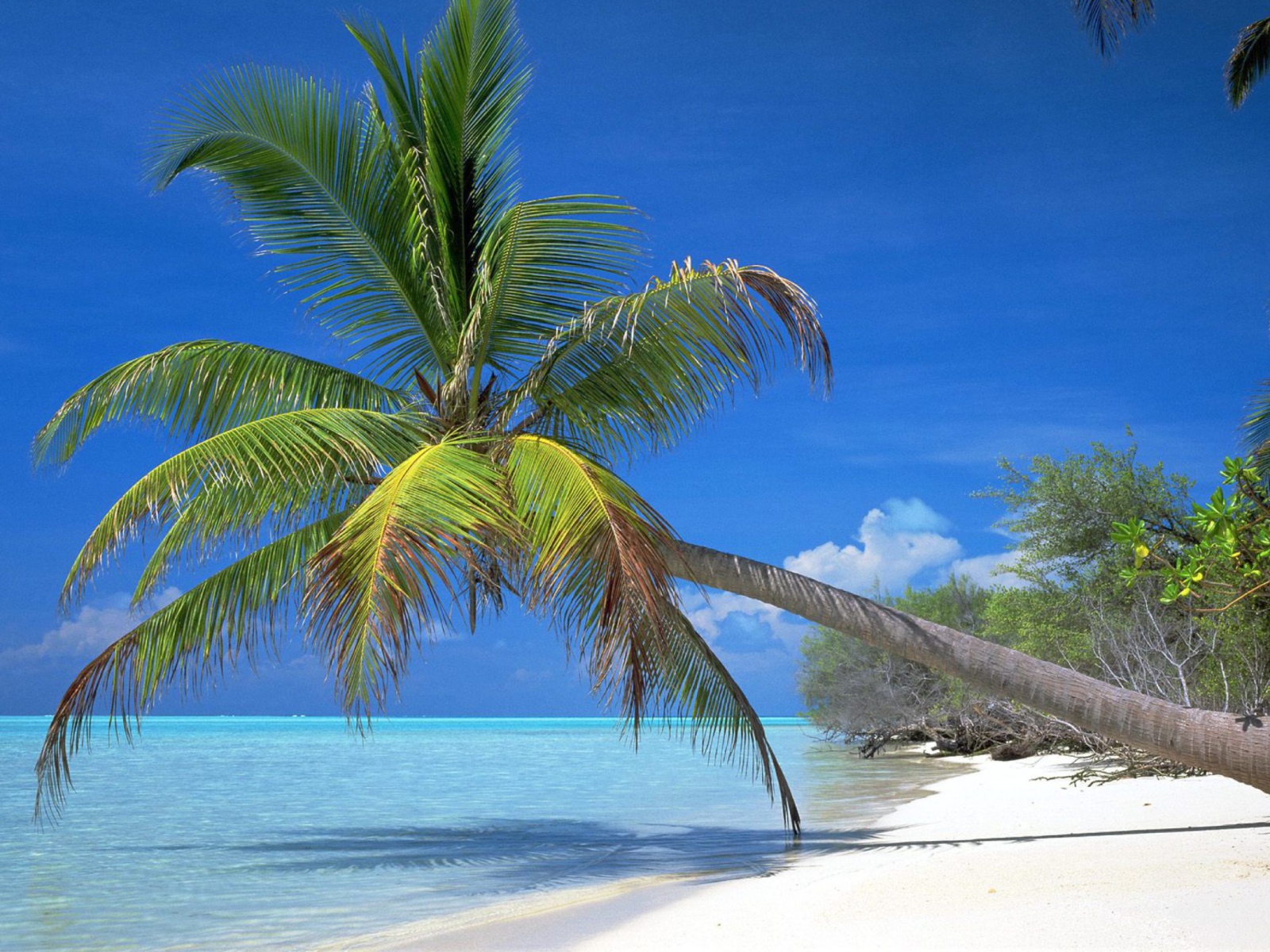 Maldives Palm screenshot #1 1600x1200