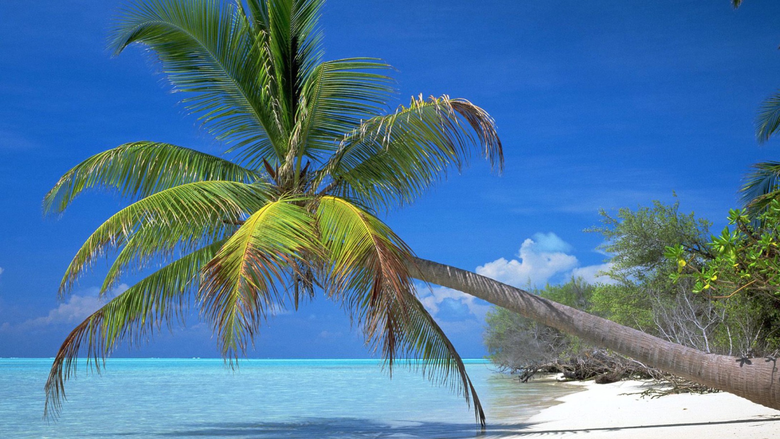 Maldives Palm screenshot #1 1600x900