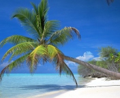 Sfondi Maldives Palm 176x144