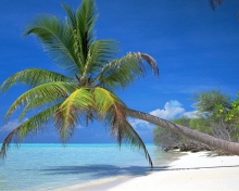 Sfondi Maldives Palm 220x176