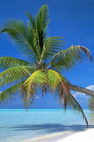 Sfondi Maldives Palm 320x480