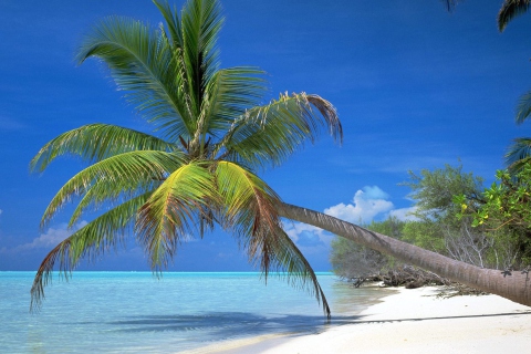 Maldives Palm screenshot #1 480x320