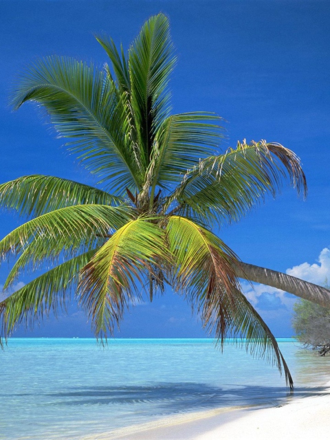 Sfondi Maldives Palm 480x640