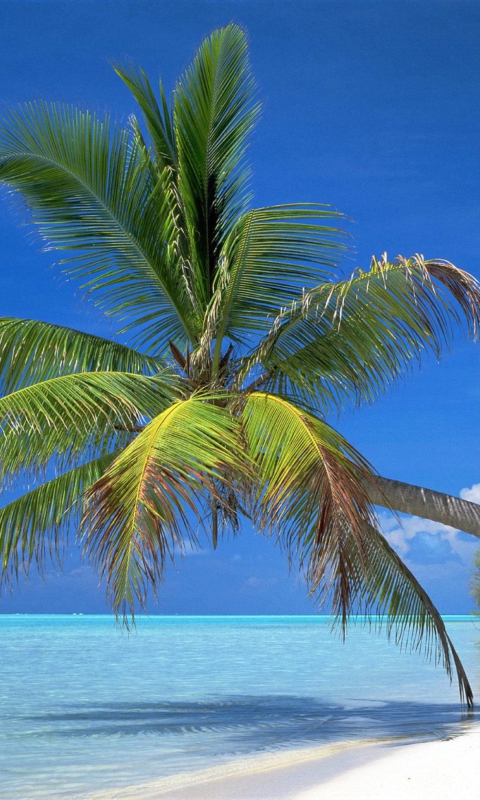 Maldives Palm screenshot #1 480x800