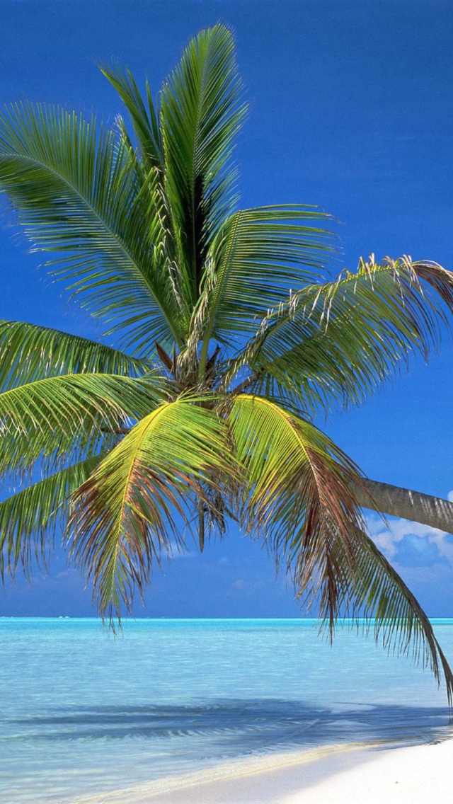 Maldives Palm wallpaper 640x1136