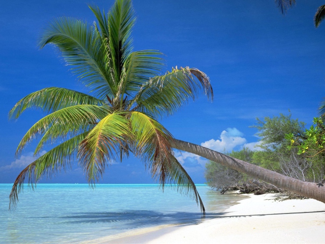 Maldives Palm wallpaper 640x480