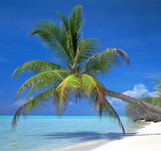 Maldives Palm - Fondos de pantalla gratis para 1024x1024