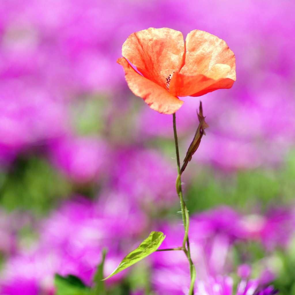 Red Poppy On Purple Background screenshot #1 1024x1024
