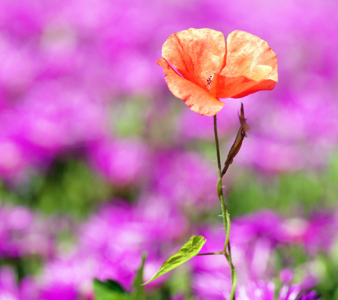 Das Red Poppy On Purple Background Wallpaper 1080x960