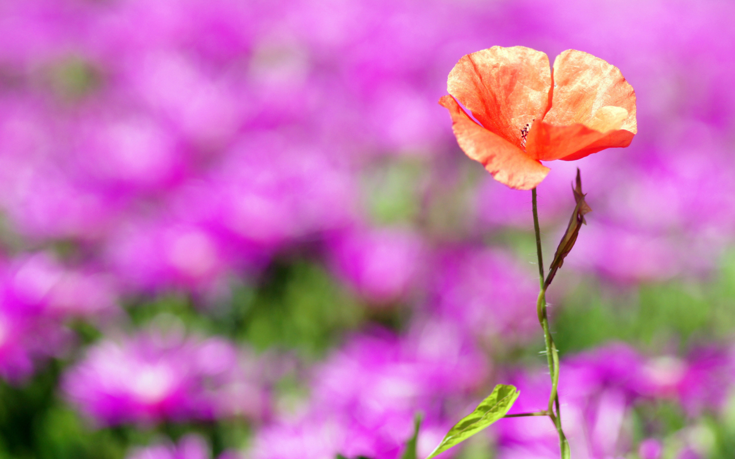Red Poppy On Purple Background screenshot #1 1440x900